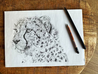 Traditional drawing - Cheetah Finished