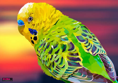 Budgie