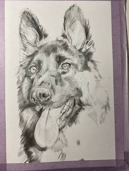 Traditional drawing - shepherd dog - WIP 1