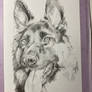 Traditional drawing - shepherd dog - WIP 1