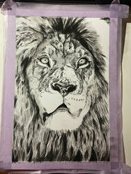 Charcoal drawing - lion - wip 2