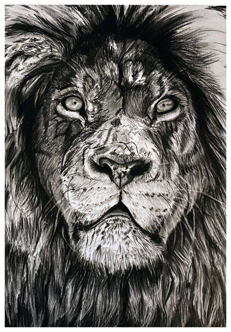Charcoal Drawing - Lion - Finished by elviraNL on DeviantArt