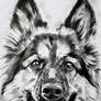 Charcoal drawing - German shepherd Indy