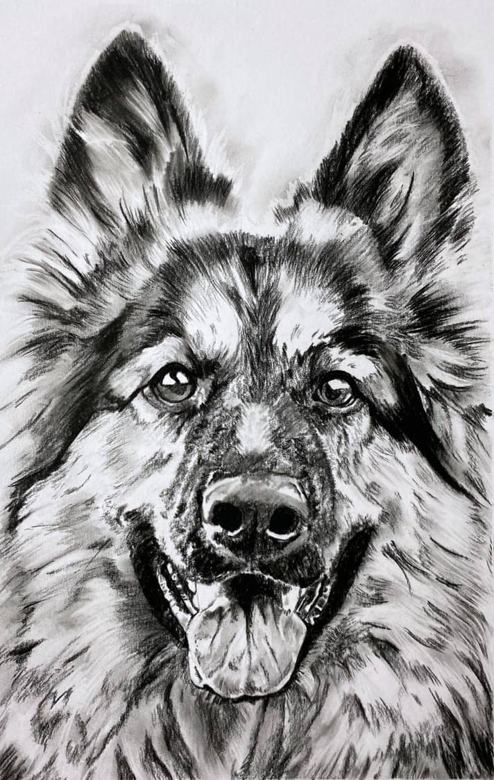 Charcoal drawing - German shepherd Indy by elviraNL on DeviantArt