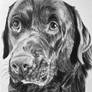 A5 charcoal drawing - Cute labrador