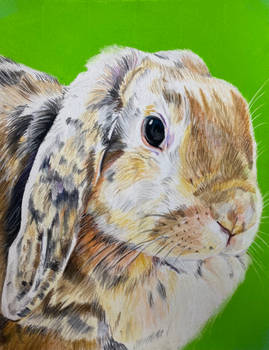 Pastel drawing bunny Snuffie