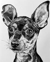 Charcoal drawing dog
