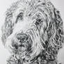 Graphite Drawing - Dog Beau