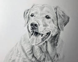Cute Labrador Riva graphite drawing on A3 paper