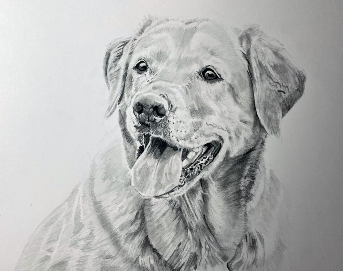 Labrakita Drawing Cute Labrador Riva graphite drawing on A3 paper by elviraNL on DeviantArt
