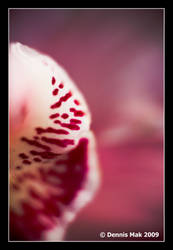 Macro orchid flower