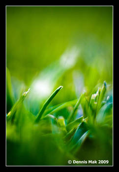 Macro grass