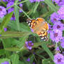 Painted Lady