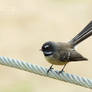 New Zealand Fantail-5186