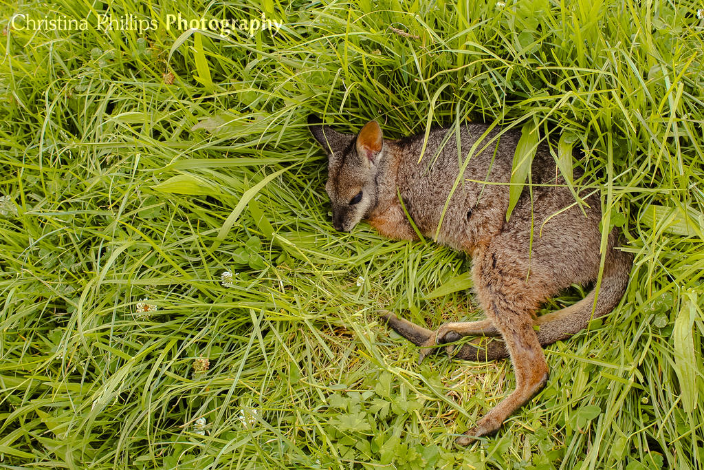 Red-necked Wallaby-1691