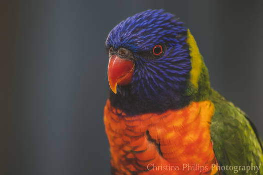 Rainbow Lorikeet-9584