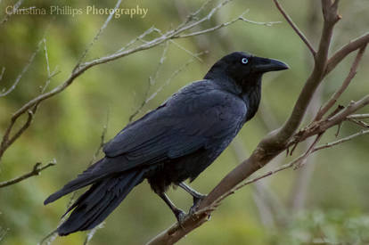 Australian Raven-9265