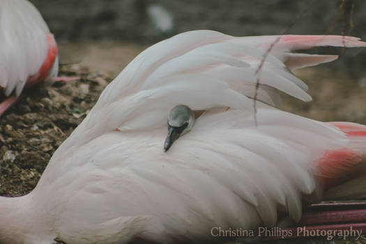 Greater Flamingo-5941