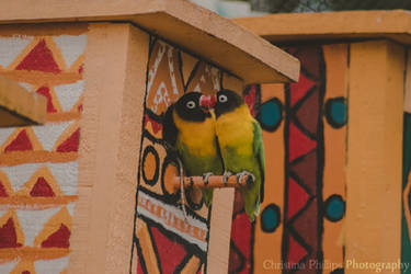 Yellow-collared Lovebirds-5690