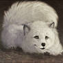 Arctic Fox