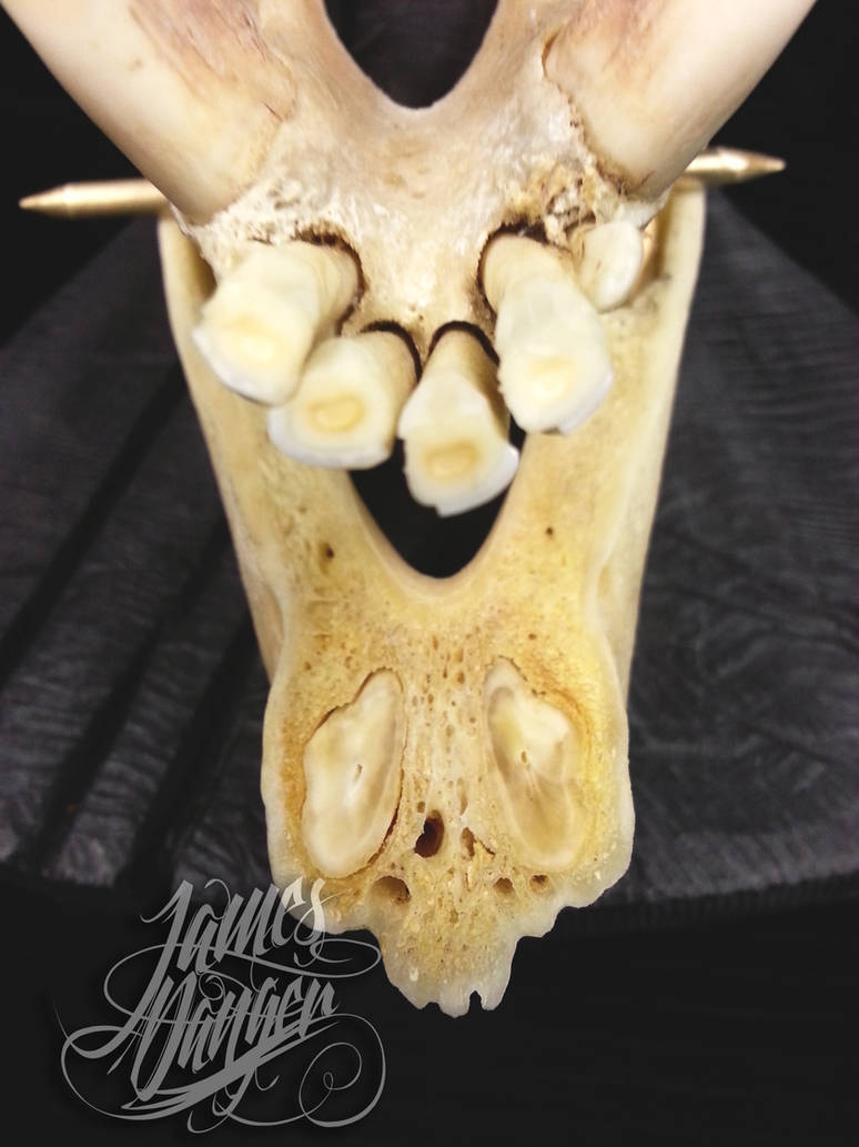 Exploded Skull 6 by jamesdangerharvey on DeviantArt