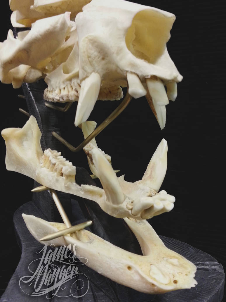 Exploded Skull 7 by jamesdangerharvey on DeviantArt