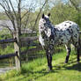 Appaloosa