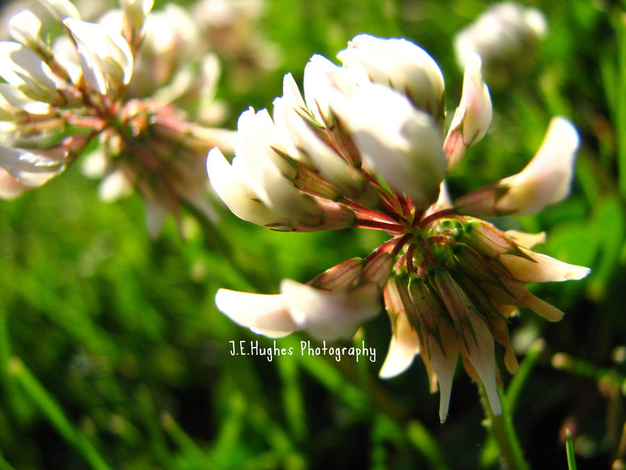 Pretty Little Flower