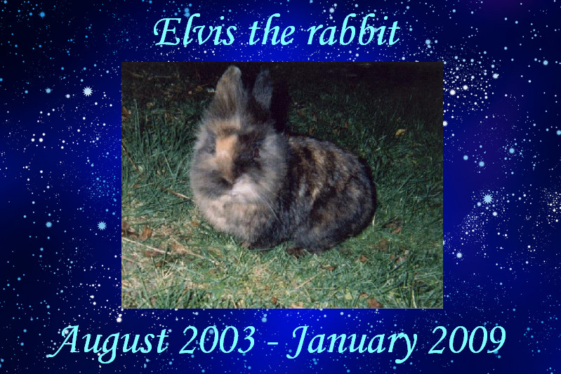 R.I.P Elvis the rabbit