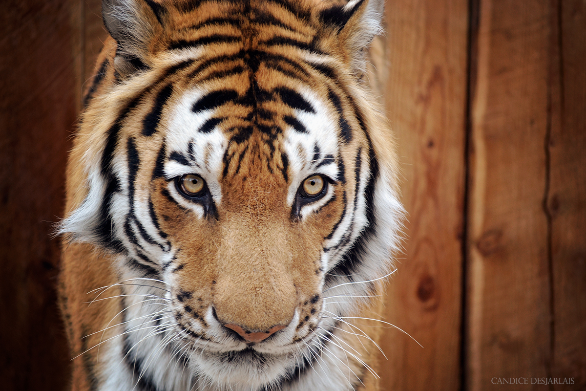 Tiger in Calgary