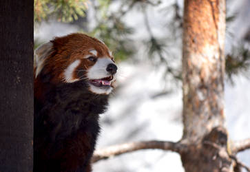 Red Panda 1