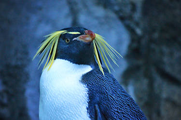 King Penguin