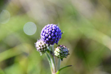 Purple bubbles