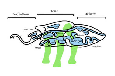 (terrestrial) stithopod anatomy