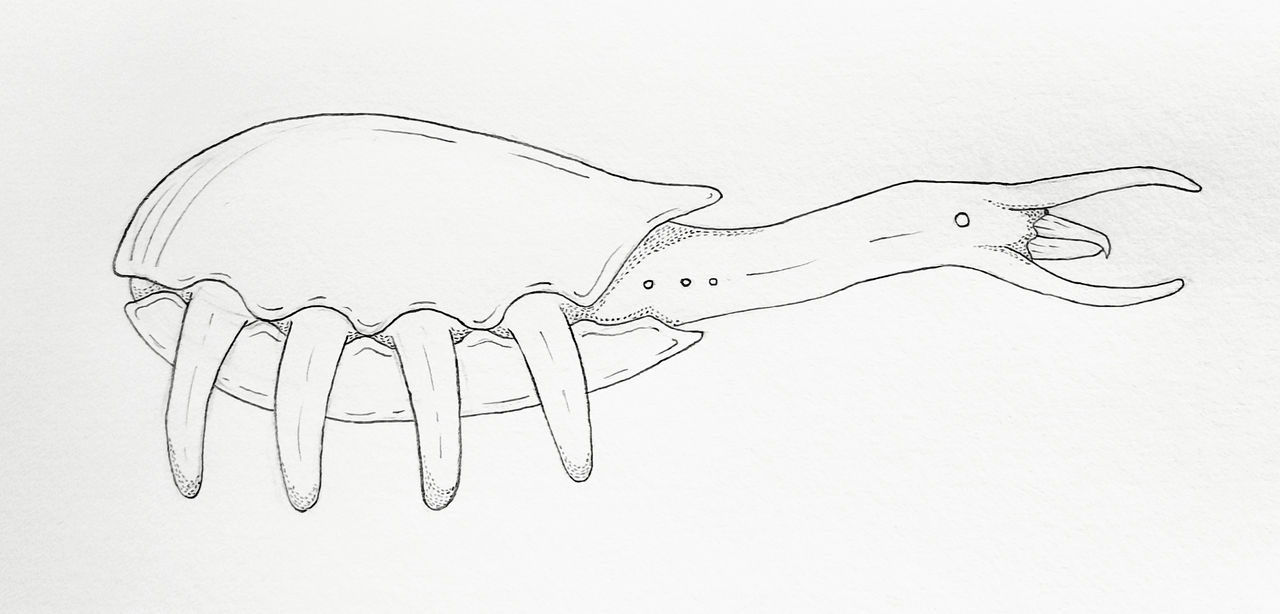 common/basic polypod by Sorroxus on DeviantArt