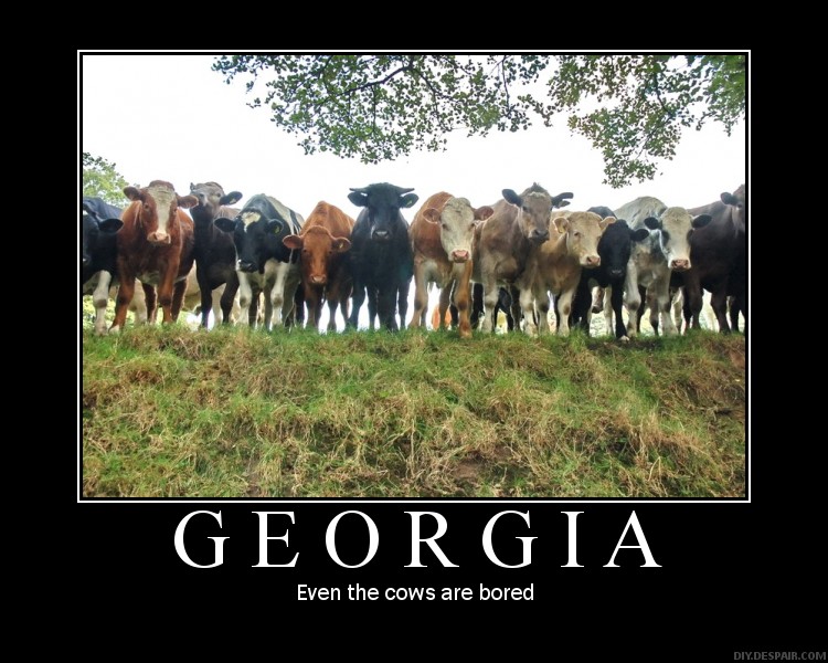 Georgia Cows