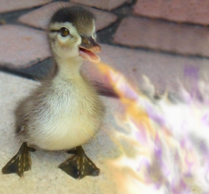 Pyro Duck OMG A Fire-Breathing Duck by MichaelKnouff on DeviantArt