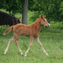 Foal Stock 2