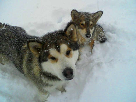 Snow Puppies