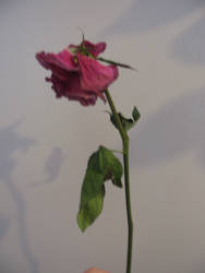 Dead Pink Rose