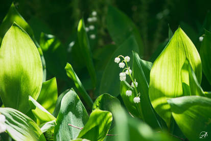 green is good