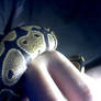 more pictures of my snake
