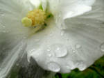 Bloom in White by whiterabbitguru