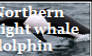 northern right whale