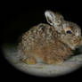 Baby Leveret