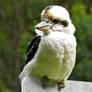 Kookaburra