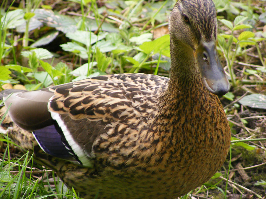 Duck: Female