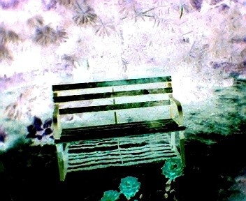 A bench and a rose bush.