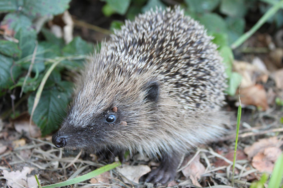 Wild Hedgehog