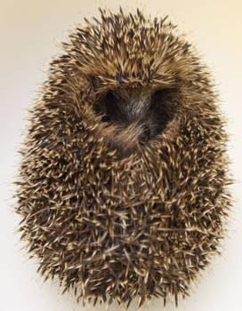 Hedgehog 4